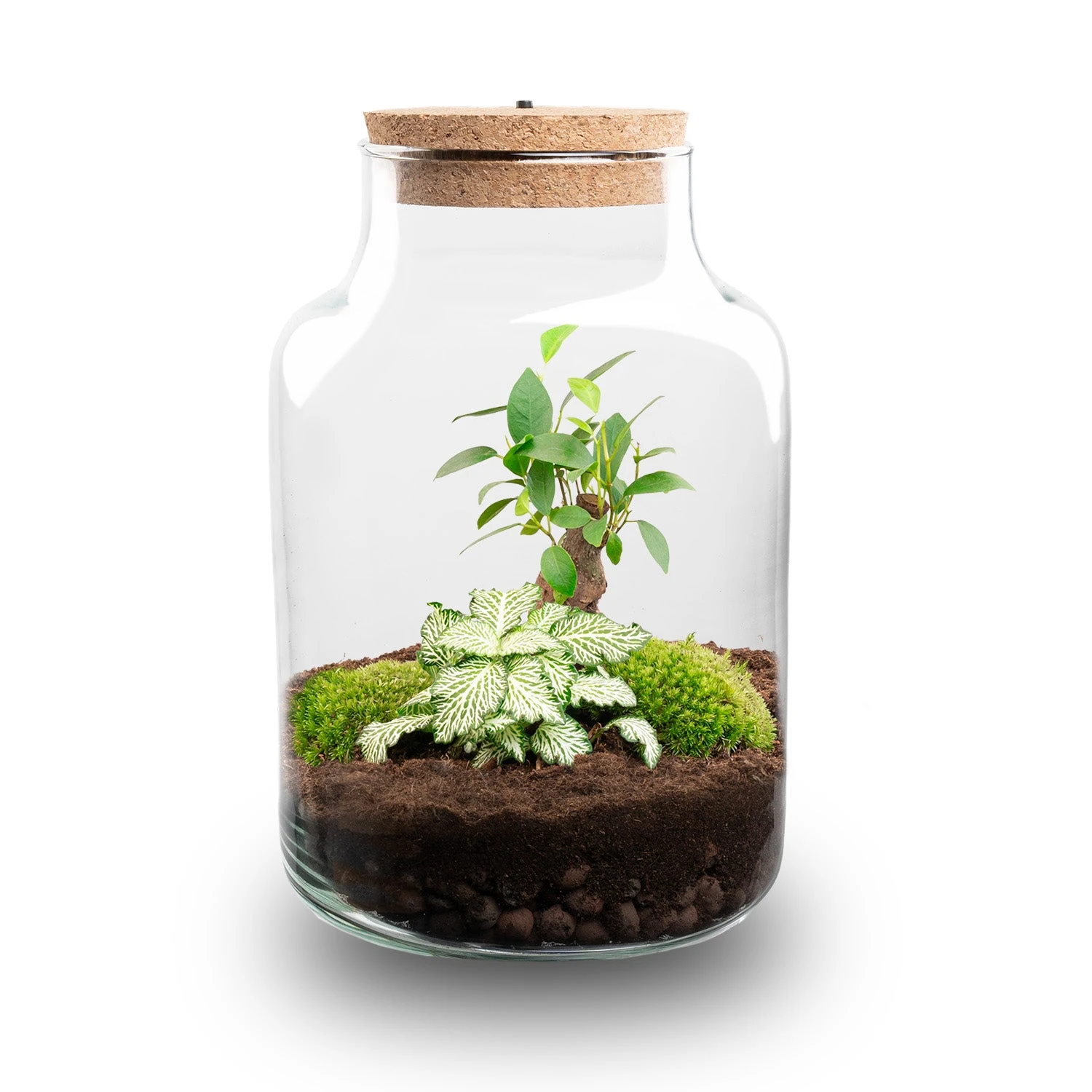 Little Milky - Terrarium With Light - Bottle Garden DIY Kit - Ø 17 Cm ↑ 25 Cm 2 Little Milky - Terrarium With Light - Bottle Garden DIY Kit - Ø 17 Cm ↑ 25 Cm - Image 2