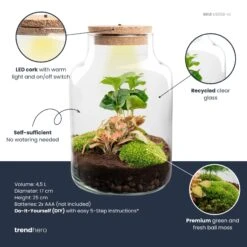 Little Milky - Terrarium With Light - Bottle Garden DIY Kit - Ø 17 Cm ↑ 25 Cm 19 Little Milky - Terrarium With Light - Bottle Garden DIY Kit - Ø 17 Cm ↑ 25 Cm -UrbanJngl Terrarium Plants little milky red coffea plant terrarium diy kit info trendhero