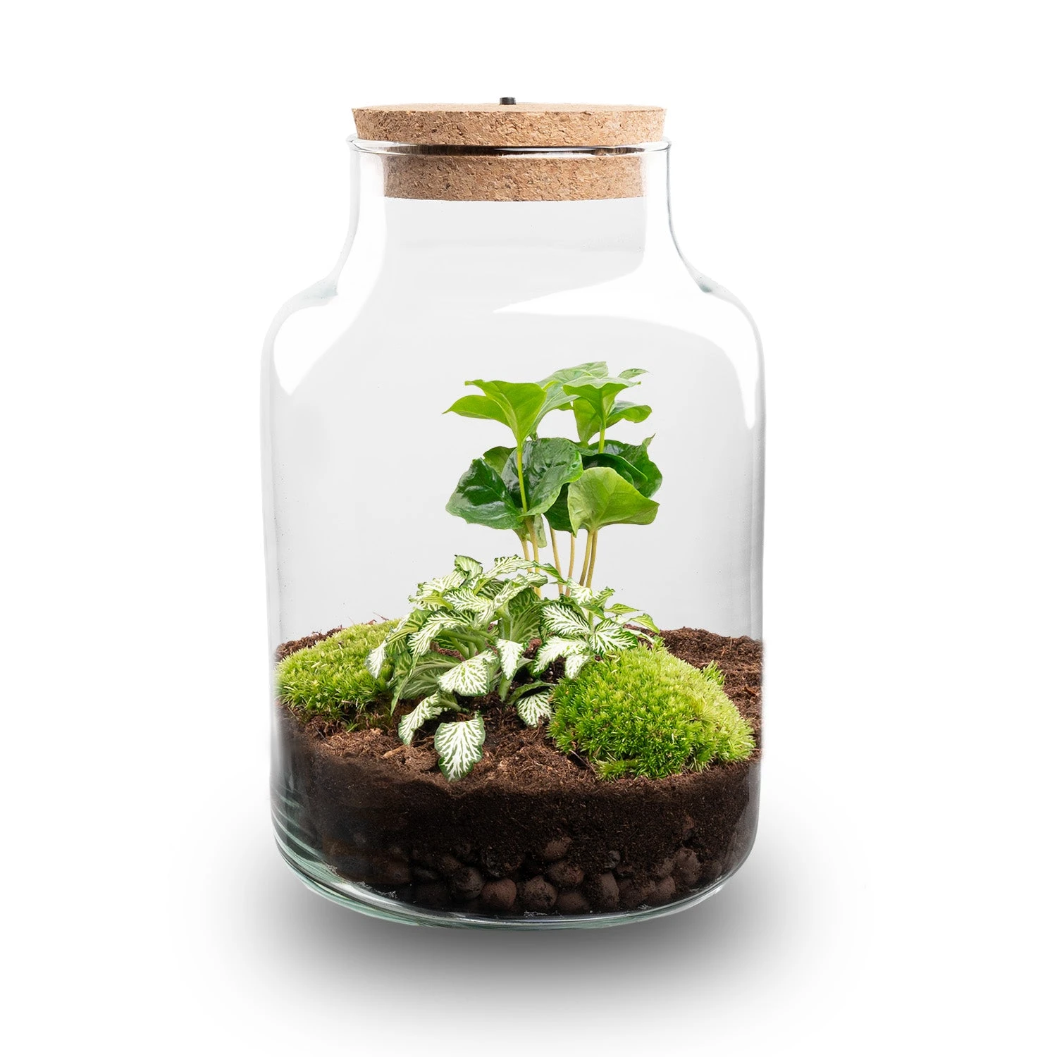 Little Milky - Terrarium With Light - Bottle Garden DIY Kit - Ø 17 Cm ↑ 25 Cm 10 Little Milky - Terrarium With Light - Bottle Garden DIY Kit - Ø 17 Cm ↑ 25 Cm - Image 10