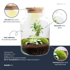 Little Milky - Terrarium With Light - Bottle Garden DIY Kit - Ø 17 Cm ↑ 25 Cm 15 Little Milky - Terrarium With Light - Bottle Garden DIY Kit - Ø 17 Cm ↑ 25 Cm -UrbanJngl Terrarium Plants little milky white bonsai plant terrarium diy kit info trendhero
