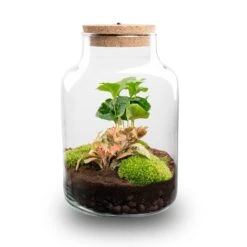 Little Milky - Terrarium With Light - Bottle Garden DIY Kit - Ø 17 Cm ↑ 25 Cm 18 Little Milky - Terrarium With Light - Bottle Garden DIY Kit - Ø 17 Cm ↑ 25 Cm -UrbanJngl Terrarium Plants little millky terrarium flaschengarten coffea fittonia ruby lime led