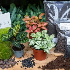 Calathea Makoyana - Plant Terrarium Refill & Starter Kit - 3 Terrarium Plants - DIY -UrbanJngl Terrarium Plants makoyana terrarium red white green bottle garden kit