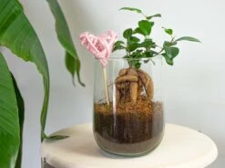 Vase Martin - DIY Kit - ↑ 17 Cm -UrbanJngl Terrarium Plants martin kit bonsai heart pink