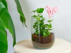 Vase Martin - DIY Kit - ↑ 17 Cm -UrbanJngl Terrarium Plants martin kit hedera heart pink