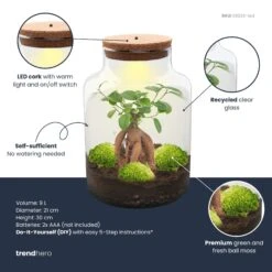 Milky Bonsai - Terrarium - Bottle Garden DIY Kit - Ø 21 Cm ↑ 30 Cm -UrbanJngl Terrarium Plants milky bonsai plant terrarium diy kit info trendhero