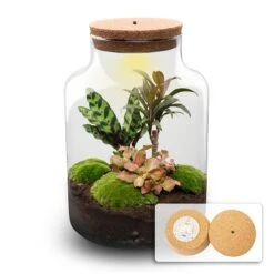 Milky Palm - Terrarium - Bottle Garden DIY Kit - Ø 21 Cm ↑ 30 Cm