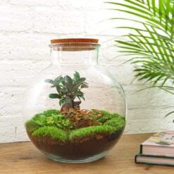 Bolder Bob Bonsai - Terrarium With Light - Bottle Garden DIY Kit - Ø 31 Cm ↑ 30 Cm -UrbanJngl Terrarium Plants mini ecosysteem met bonsai 2180405d f0b5 4ba2 8e82 11cfa75cd3de