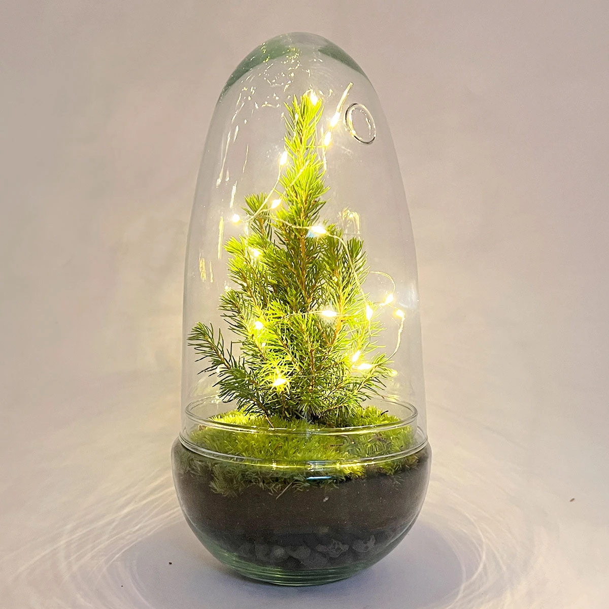 Egg Christmas - Plant Terrarium With Christmas Tree And Lighting - ↑ 25 Cm 2 Egg Christmas - Plant Terrarium With Christmas Tree And Lighting - ↑ 25 Cm - Image 2