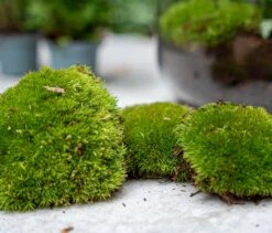 Terrarium Package – Refill & Starter Package – DIY Terrarium Kit – Size L/XL 9 Terrarium Package – Refill & Starter Package – DIY Terrarium Kit – Size L/XL -UrbanJngl Terrarium Plants moss refill kits 174a8e97 8a6e 40b1 a255 826fb184775e