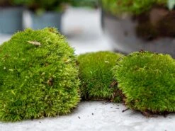 Jungle 5 - Plant Terrarium Refill & Starter Kit - 5 Terrarium Plants - DIY -UrbanJngl Terrarium Plants moss refill kits e51176c1 cb67 4597 99c8 8f4bcd55e4ae