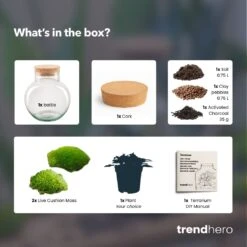 Noah - Terrarium - Bottle Garden DIY Kit - Ø 18.5 Cm ↑ 19 Cm -UrbanJngl Terrarium Plants noah choose plant terrarium diy bottle garden 7ae91e73 54c0 452d 99f9 635c8609199d