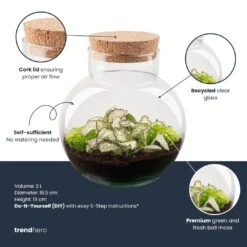 Noah - Terrarium - Bottle Garden DIY Kit - Ø 18.5 Cm ↑ 19 Cm -UrbanJngl Terrarium Plants noah plant terrarium diy kit info trendhero 8f6af882 9678 488d 9c6e 24b1573a7a6a