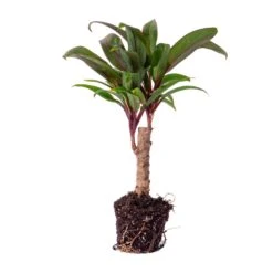 Mini-palm - Cordyline Fruticosa 'Purple Compacta' - Terrarium Plant -UrbanJngl Terrarium Plants palm mini terrarium plant