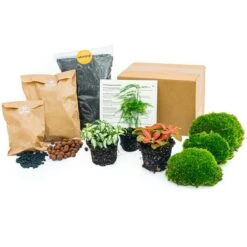 Asparagus - Plant Terrarium Refill & Starter Kit - 3 Terrarium Plants - DIY -UrbanJngl Terrarium Plants plant terrarium package asparagus 6f626eeb 5f15 4b3a 9a05 988f56daf44d