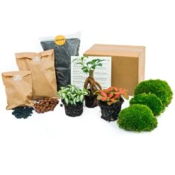 Bonsai Ficus Ginseng - Plant Terrarium Refill & Starter Kit - 3 Terrarium Plants - DIY -UrbanJngl Terrarium Plants plant terrarium package bonsai e537b54f a05e 4655 b448 0e95f64a5449