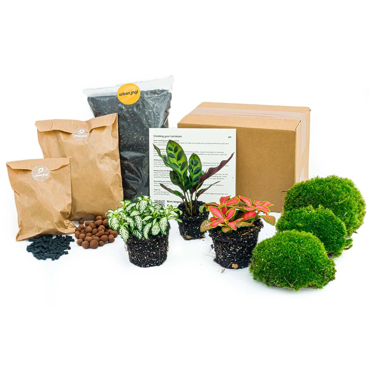 Calathea Lancifolia - Plant Terrarium Refill & Starter Kit - 3 Terrarium Plants - DIY 1 Calathea Lancifolia - Plant Terrarium Refill & Starter Kit - 3 Terrarium Plants - DIY