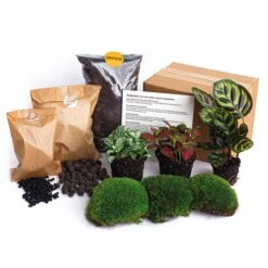 Calathea Makoyana - Plant Terrarium Refill & Starter Kit - 3 Terrarium Plants - DIY -UrbanJngl Terrarium Plants plant terrarium package calatheamakoyana 8dc2a387 c306 4d86 b63d 86e605ff73c5