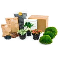 Coffea Arabica - Plant Terrarium Refill & Starter Kit - 3 Terrarium Plants - DIY -UrbanJngl Terrarium Plants plant terrarium package coffea arabica