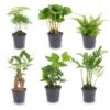 Plant Set - 6 Green Plants - Baby And Terrarium Plants