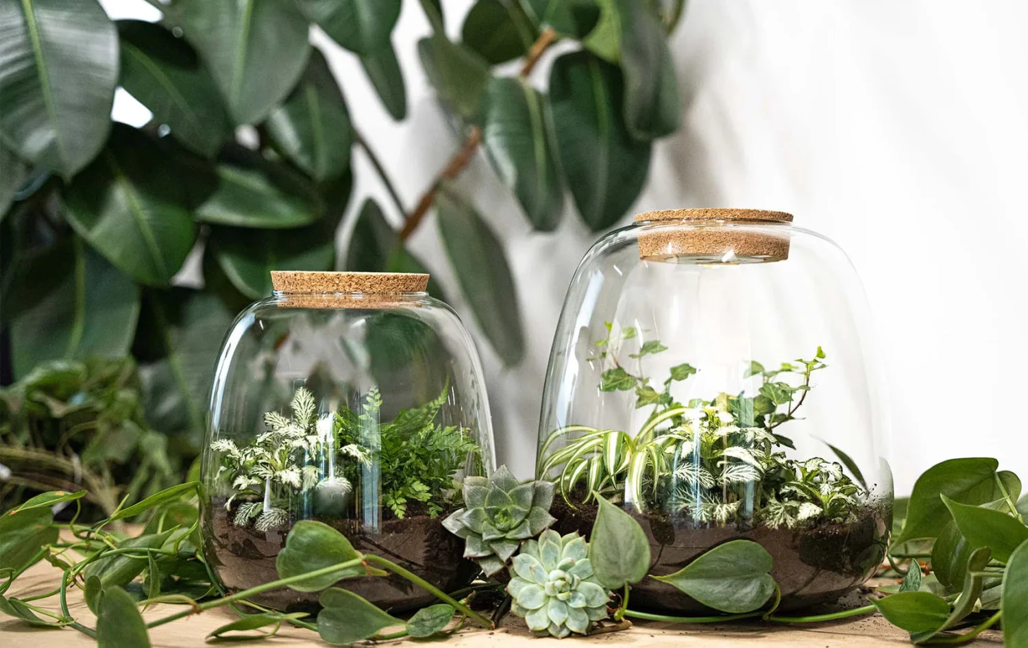 Emma - Terrarium With Light - Bottle Garden DIY Kit - Ø 23 Cm ↑ 25 Cm 3 Emma - Terrarium With Light - Bottle Garden DIY Kit - Ø 23 Cm ↑ 25 Cm - Image 3