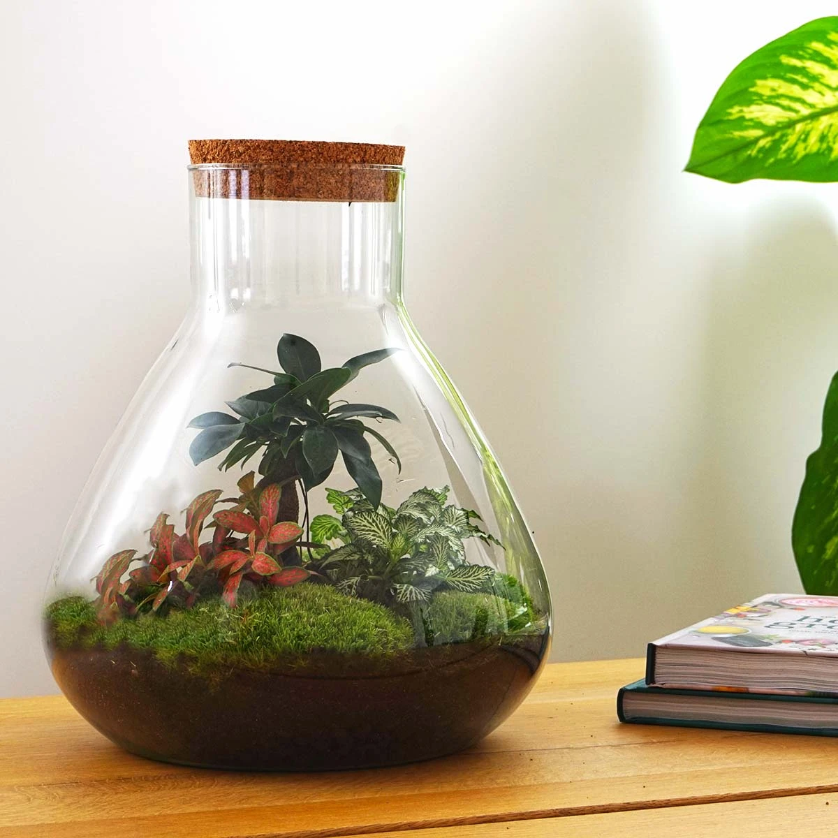 Sam XL Bonsai - Terrarium With Light - Bottle Garden DIY Kit - Ø 30 cm ↑ 32 cm 2 Sam XL Bonsai - Terrarium With Light - Bottle Garden DIY Kit - Ø 30 cm ↑ 32 cm - Image 2