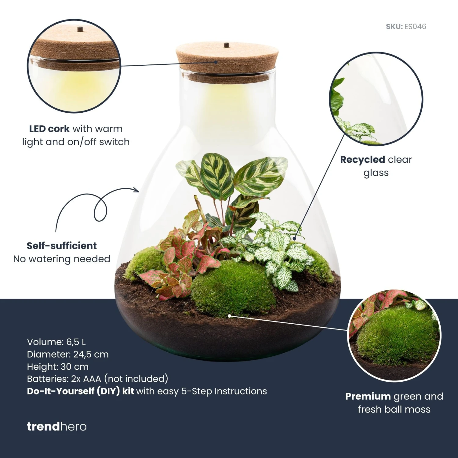 Sam Calathea - Terrarium With Light - Bottle Garden DIY Kit - Ø 24.5 Cm ↑ 30 Cm 3 Sam Calathea - Terrarium With Light - Bottle Garden DIY Kit - Ø 24.5 Cm ↑ 30 Cm - Image 3