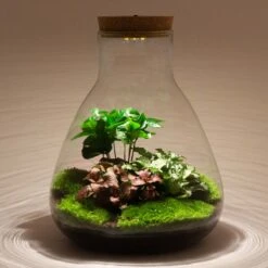 UrbanJngl Terrarium Plants -UrbanJngl Terrarium Plants sam planten terrarium met verlichting ecosysteem a988ab27 7e91 4ea2 a512 5c3bea50d5ab 1