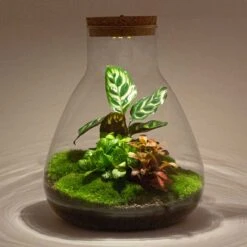 UrbanJngl Terrarium Plants -UrbanJngl Terrarium Plants sam terrarium ecosysteem met lamp 15d2b0a6 9058 4d80 b162 cd58eaeac4a6