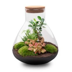Sam XL Bonsai - Terrarium With Light - Bottle Garden DIY Kit - Ø 30 cm ↑ 32 cm 8 Sam XL Bonsai - Terrarium With Light - Bottle Garden DIY Kit - Ø 30 cm ↑ 32 cm -UrbanJngl Terrarium Plants sam xl bonsai red terrarium flaschengarten