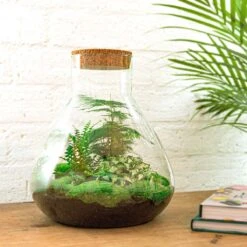 Sam XL - Terrarium With Light - Bottle Garden DIY Kit - Ø 30 cm ↑ 32 cm -UrbanJngl Terrarium Plants sam xl diy terrarium flaschengarten 8eaccdfa a860 4027 bacd 2481f2245a1b