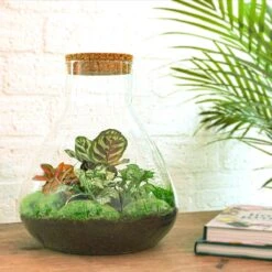 Sam XL Red - Terrarium With Light - Bottle Garden DIY Kit - Ø 30 cm ↑ 32 cm -UrbanJngl Terrarium Plants sam xl red terrarium met planten in flesjpg