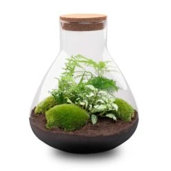 Sam XL - Terrarium With Light - Bottle Garden DIY Kit - Ø 30 cm ↑ 32 cm -UrbanJngl Terrarium Plants sam xl terrarium flaschengarten green