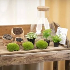 Sam XL - Terrarium With Light - Bottle Garden DIY Kit - Ø 30 cm ↑ 32 cm -UrbanJngl Terrarium Plants sam xl terrarium kit flaschengarten trendhero DSC03671