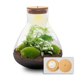 Sam XL - Terrarium With Light - Bottle Garden DIY Kit - Ø 30 cm ↑ 32 cm
