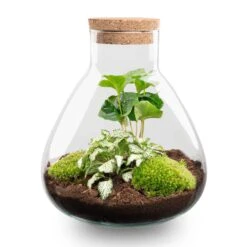 Sammie - Terrarium With Light - Bottle Garden DIY Kit - Ø 22,5 Cm ↑ 27 Cm -UrbanJngl Terrarium Plants sammie diy terrarium coffea white tiger flaschengarten bc5bc6d5 e2a6 4e6d 8b6f 4049ca96a7bd