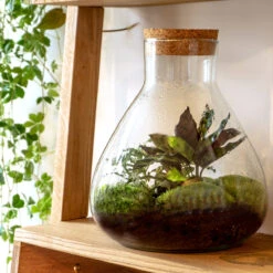 Sammie - Terrarium With Light - Bottle Garden DIY Kit - Ø 22,5 Cm ↑ 27 Cm -UrbanJngl Terrarium Plants sammie diy terrarium kit 1 66ea1bcd 124a 4003 85f0 f17e059f481f