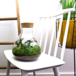 Sammie - Terrarium With Light - Bottle Garden DIY Kit - Ø 22,5 Cm ↑ 27 Cm -UrbanJngl Terrarium Plants sammie terrarium 349f7c86 007a 4021 bb26 253a2cd21d2a