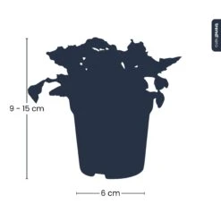 Fittonia Joly Lemon - White And Green (Fluor) - Mosaic Plant - Terrarium Plant -UrbanJngl Terrarium Plants silhouet fittonia trendhero pm8 0d272ec8 fb7d 4aac 9a6b b131c6aca68d