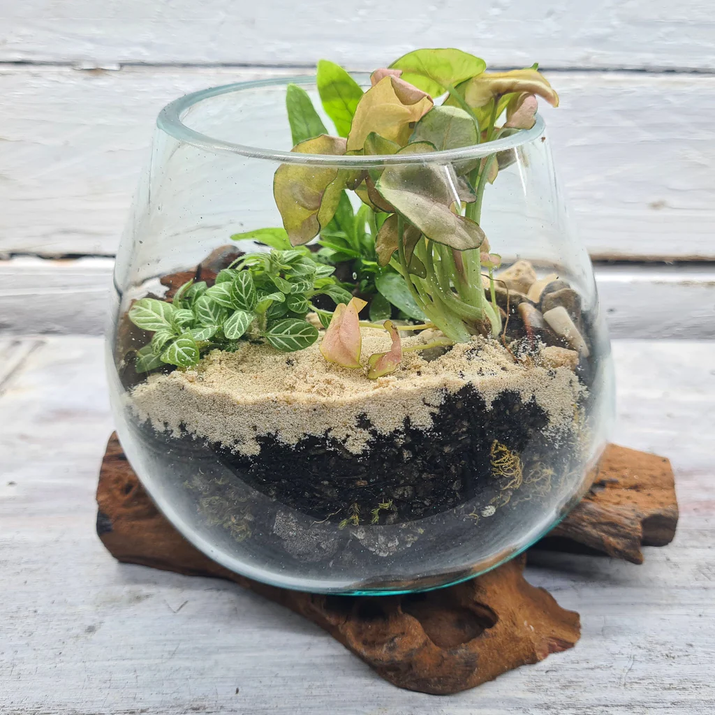 UrbanJngl Terrarium Plants -UrbanJngl Terrarium Plants small glass driftwood diy terrarium kit
