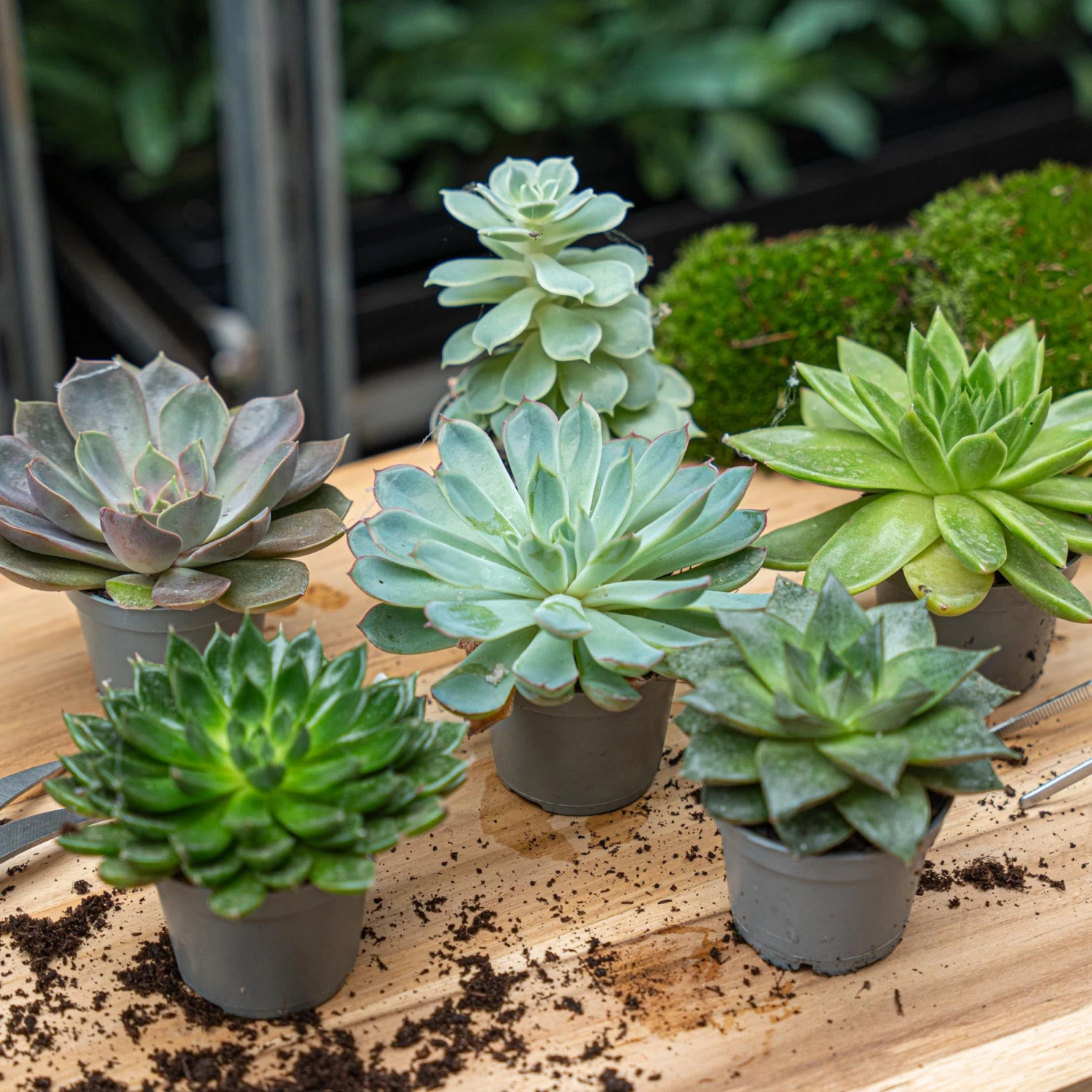Succulent Mix Set - Assorted Succulents In 6 Cm Pots (8–12 Cm High) 2 Succulent Mix Set - Assorted Succulents In 6 Cm Pots (8–12 Cm High) - Image 2