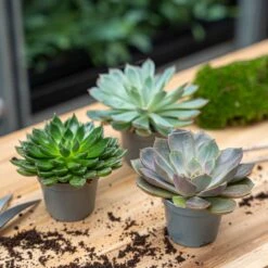Succulent Mix Set - Assorted Succulents In 6 Cm Pots (8–12 Cm High) 17 Succulent Mix Set - Assorted Succulents In 6 Cm Pots (8–12 Cm High) -UrbanJngl Terrarium Plants succulent mix set plants 6cm pot vetplant cactus 006