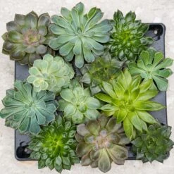 Succulent Mix Set - Assorted Succulents In 6 Cm Pots (8–12 Cm High) 19 Succulent Mix Set - Assorted Succulents In 6 Cm Pots (8–12 Cm High) -UrbanJngl Terrarium Plants succulenten plant pflanze trendhero potsize6 06554