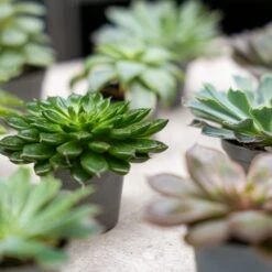 Succulent Mix Set - Assorted Succulents In 6 Cm Pots (8–12 Cm High) 16 Succulent Mix Set - Assorted Succulents In 6 Cm Pots (8–12 Cm High) -UrbanJngl Terrarium Plants succulenten plant pflanze trendhero potsize6 06562 2