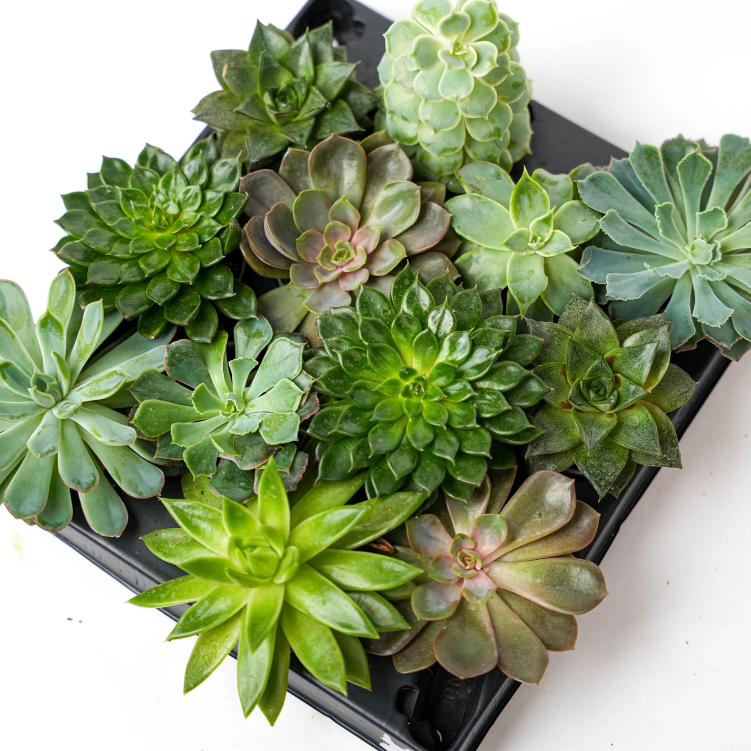 Succulent Mix Set - Assorted Succulents In 6 Cm Pots (8–12 Cm High) 1 Succulent Mix Set - Assorted Succulents In 6 Cm Pots (8–12 Cm High)