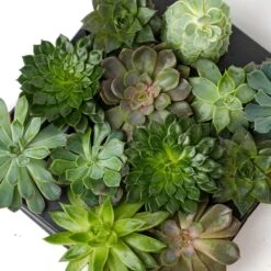 Succulent Mix Set - Assorted Succulents In 6 Cm Pots (8–12 Cm High) 15 Succulent Mix Set - Assorted Succulents In 6 Cm Pots (8–12 Cm High) -UrbanJngl Terrarium Plants succulenten plant pflanze trendhero potsize6 06584 2
