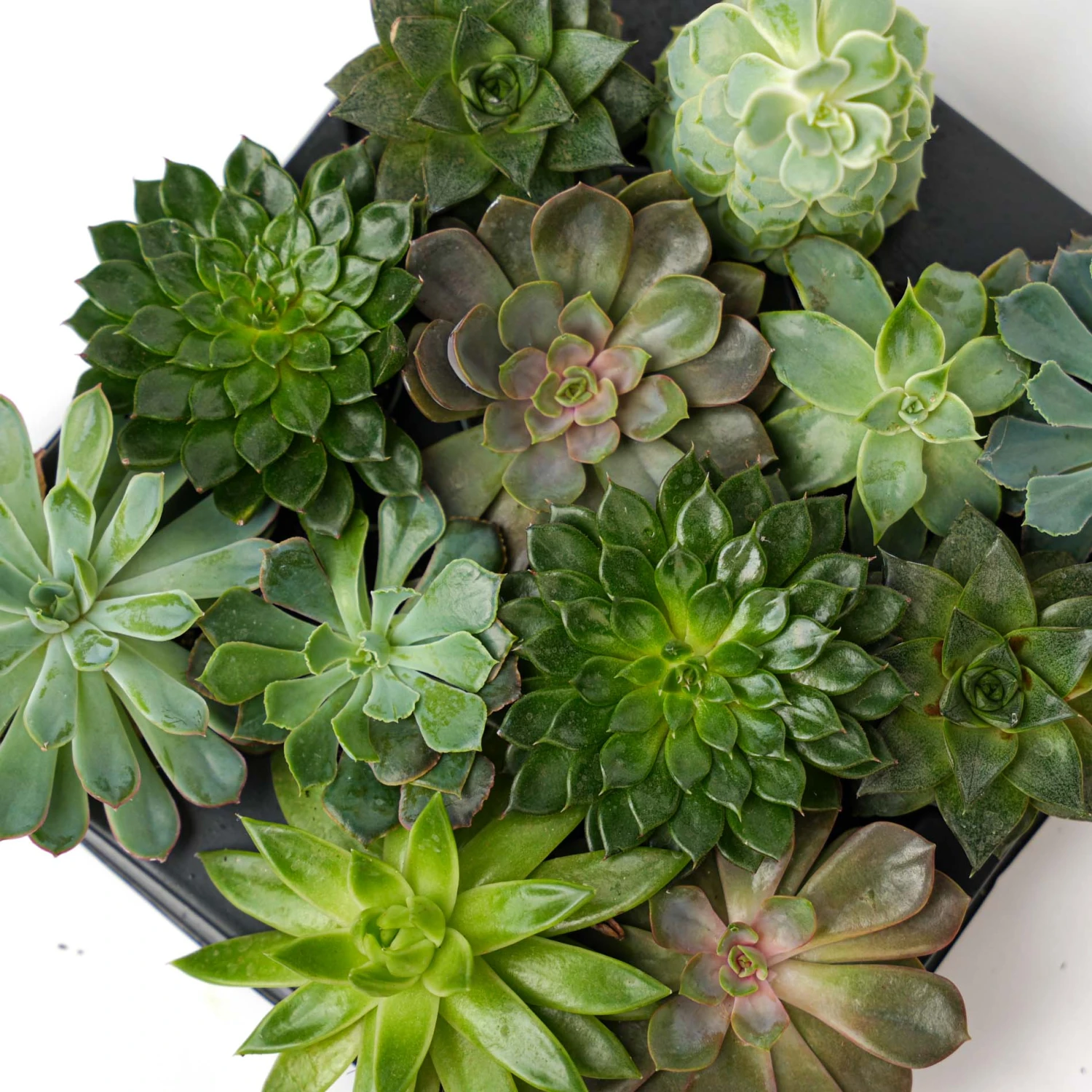 Succulent Mix Set - Assorted Succulents In 6 Cm Pots (8–12 Cm High) 6 Succulent Mix Set - Assorted Succulents In 6 Cm Pots (8–12 Cm High) - Image 6
