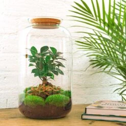 Sven XL Bonsai - Terrarium With Light - Bottle Garden DIY Kit - Ø 23 Cm ↑ 43 Cm -UrbanJngl Terrarium Plants sven bonsai terrarium mini ecosysteem