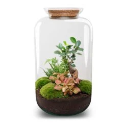 UrbanJngl Terrarium Plants -UrbanJngl Terrarium Plants sven xl bonsai red terrarium flaschengarten