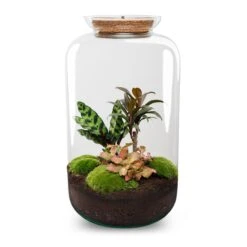 Sven XL Palm - Terrarium With Light - Bottle Garden DIY Kit - Ø 23 Cm ↑ 43 Cm 8 Sven XL Palm - Terrarium With Light - Bottle Garden DIY Kit - Ø 23 Cm ↑ 43 Cm -UrbanJngl Terrarium Plants sven xl palm terrarium flaschengarten diy