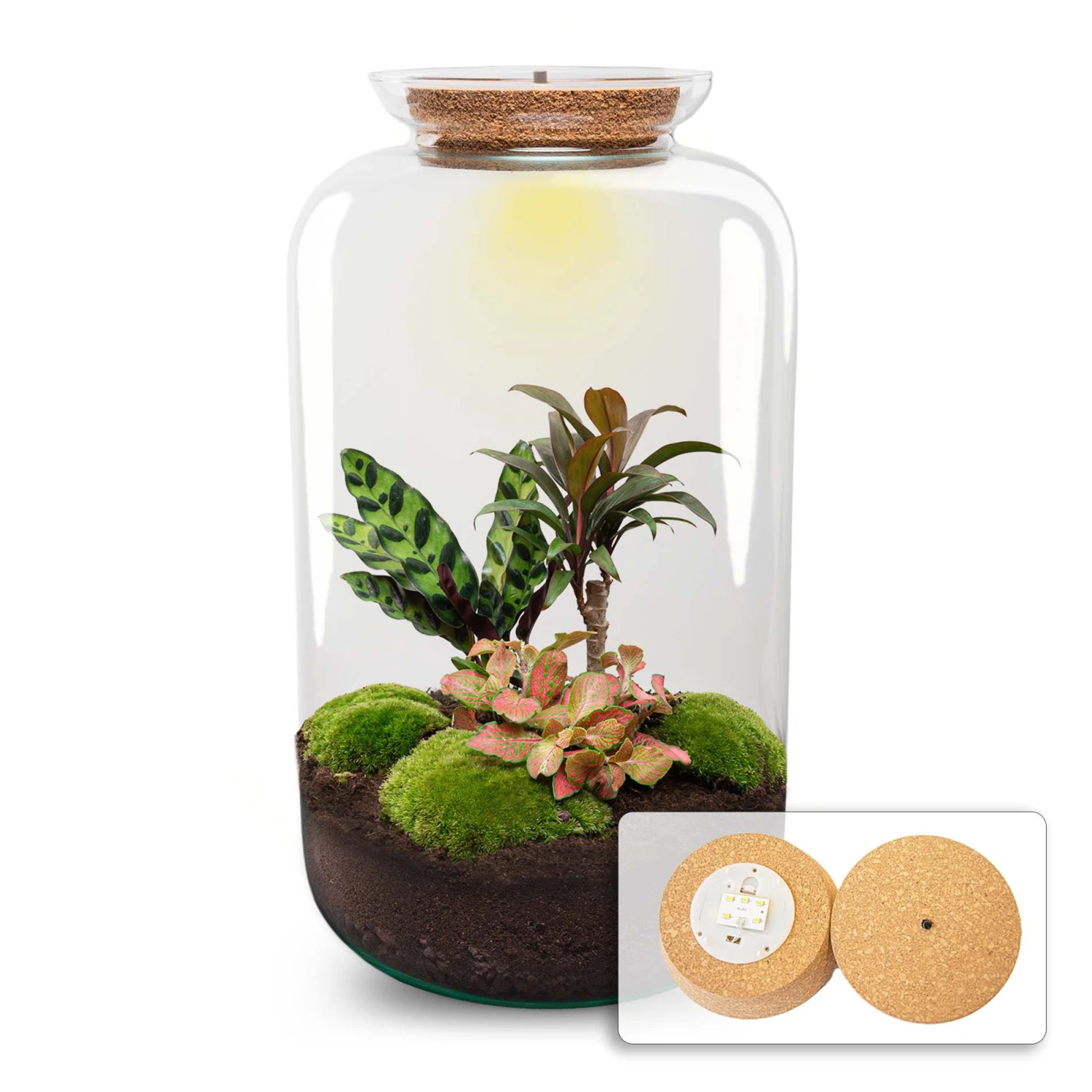 Sven XL Palm - Terrarium With Light - Bottle Garden DIY Kit - Ø 23 Cm ↑ 43 Cm 1 Sven XL Palm - Terrarium With Light - Bottle Garden DIY Kit - Ø 23 Cm ↑ 43 Cm